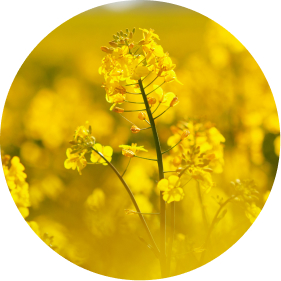 canola plant