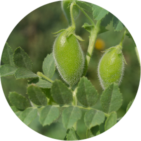 Lentils plant